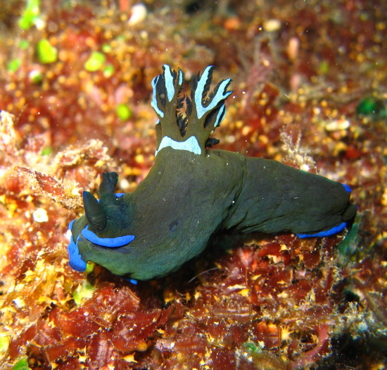  Tambja morosa (Sea Slug)